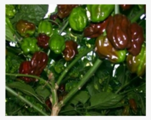 Jamaican Chocolate Habanero Pepper 10+ Seeds