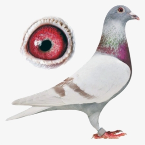 Colossal, Experience - Racing Pigeon Png