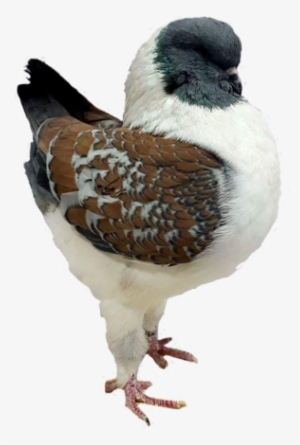 Modena - Fancy Pigeon Types And Names