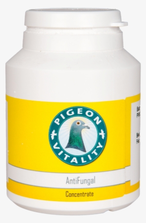 Healthy Pigeons - Racing Pigeon