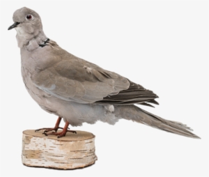 Rare Taxidermy Pigeon 1940's