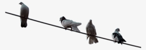 A Bunch Of Pigeons Sitting On A Wire - Pigeon On Wire Png