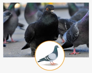 Pigeon Control Is Usually Required When Unwanted Pigeons - Hyderabad