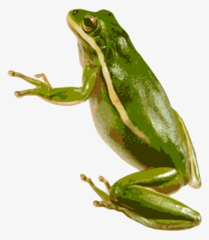 American Green Tree Frog Png - Green Tree Frog Transparent