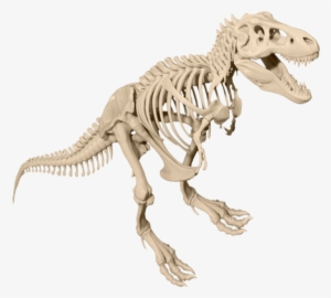 T Rex Skeleton Png