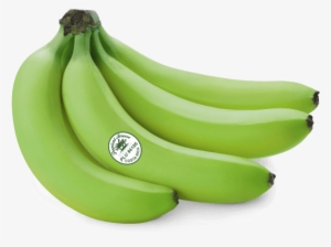 Green Banana Png - Green Banana Transparent