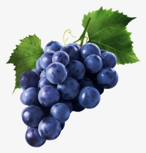 Artisans & Vines We Are Committed To Sourcing Spectacular - Metabolic Nutrition Tri-pep Grape 40/servings