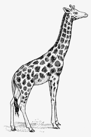 How To Set Use Giraffe Clipart