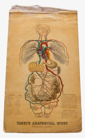 Sold - Art Print: Blood Formation And Circulation, 24x18in.