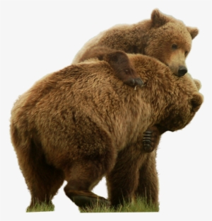 Bear Png Free Images - Grizzly Bear