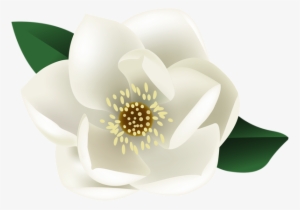 White Magnolia Flower Png Clip Art Image - White Magnolia Clip Art