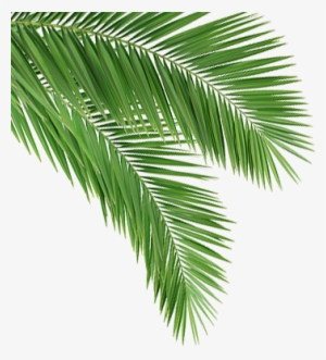 Coconut Leaf Png - Coconut Tree Leaves Png