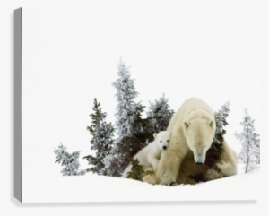 Polar Bears At Wapusk National Park - Posterazzi Polar Bears At Wapusk National Park Churchill