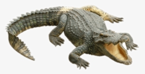 Free Png Crocodile Png Images Transparent - Crocodile Png