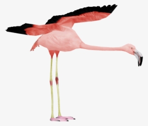 Chilean Flamingo 2 - Wiki