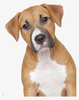 Static Shock, Dog Sounds, Cat Wallpaper, Animal Wallpaper, - Sad Dog Png