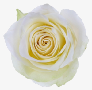Athena Single Head Rose - Single White Rose Png