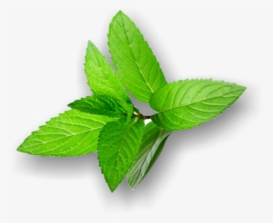 Peppermint Transparent Png