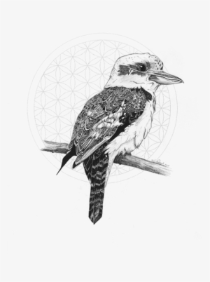 Kookaburra - Drawing