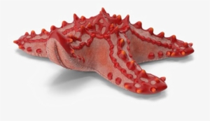 Starfish Png Download Image - Starfish