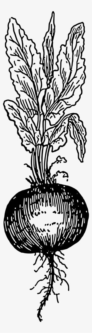 This Free Icons Png Design Of Beet Root