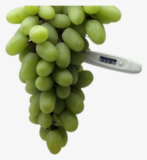 Feelingnot So Grape - Seedless Fruit