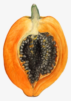 Better With Headphones - Carica Papaya Botanical Illustrator