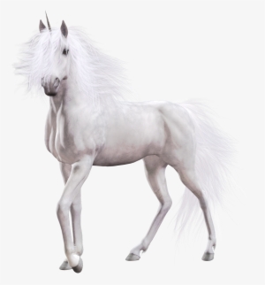Unicorn White Horse