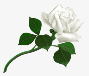 Free Png White Roses Png Images Transparent - White Roses With Greenery Png