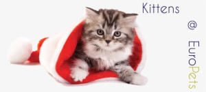 Kitten - Cat With Xmas Cap