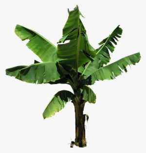 Plantain Banana Tree Png
