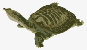 201502 Chinese Soft Shelled Turtle - Soft Shelled Turtle Png