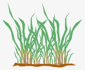 Selecting The Right Type Of Grass Can Be A Confusing - Grass