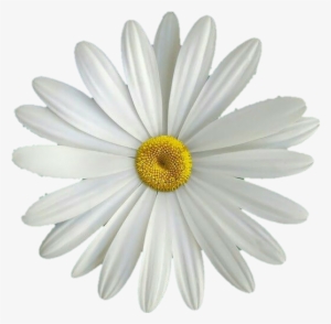 Flor Margarita Png - Daisy Notebook / Journal: Pocket Notebook / Journal