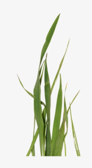 Sweet Grass Clipart - Clip Art