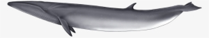 Blue Whale