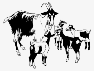 Animals, Baby, Kid, Kids, Cartoon, Mammals, Goat - Goats Clipart Black And White