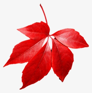 Free Png Autumn Leaf Png Images Transparent - Autumn Leaves Transparent Png
