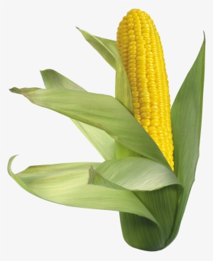 Corn Png Picture - Кукуруза Png