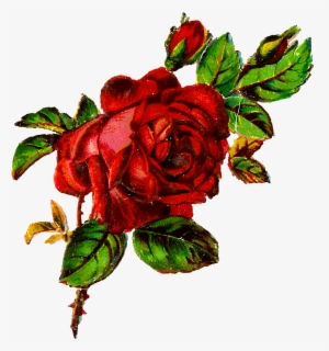 Digital Shabby Rose Image Download - Rose