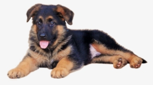 Cartoon German Shepherd Puppy