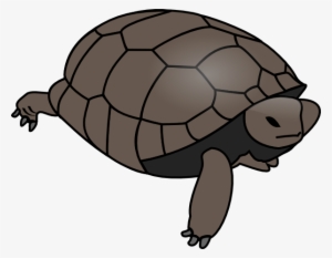 Swimming Turtle Png Images