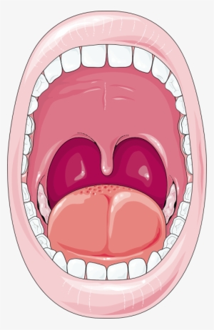 Download The Image - Cartoon Mouth Digestive System
