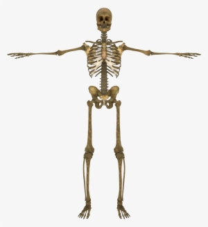 Transparent Background - Skeleton Silhouette