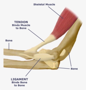 What Is The Relationship Between The Skeletal System - Tendon And Ligament Diagram