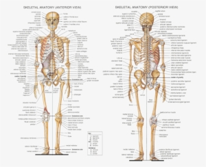 Anatomy Axial Skeleton - Human Skeleton All Bones Labeled