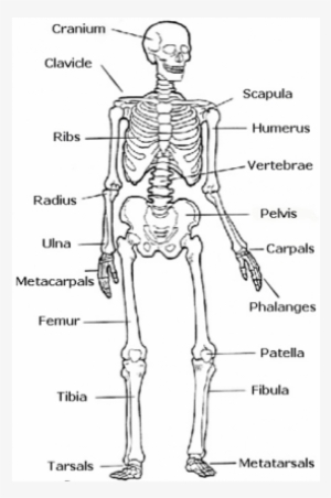 Skeletal System - Easy Human Skeleton Labeled
