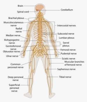 -a Major Regulatory System That Detects Sensations - Nervous System Diagram