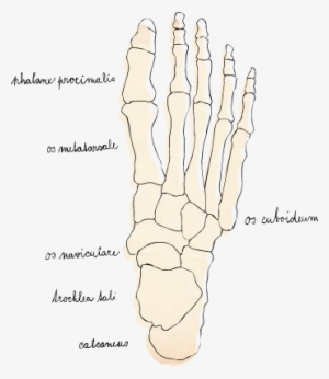 The Skeletal System - Bone