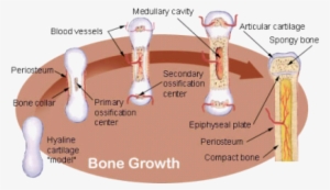 It's Starting To Develop A Backbone, For Starters, - Bone Development